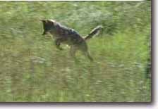 Coyote catching breakfast