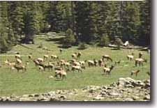 Lazy summer elk herd