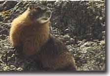 Marmot aka: Whistle Pig